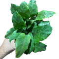 Calathea  network