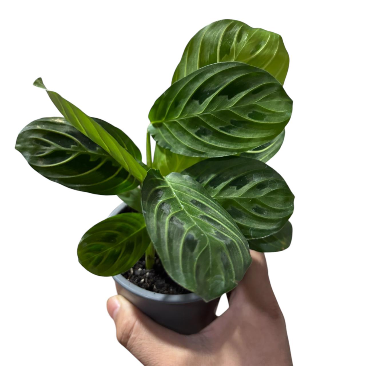 Maranta Lemon Lime