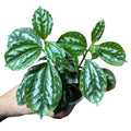 Pilea