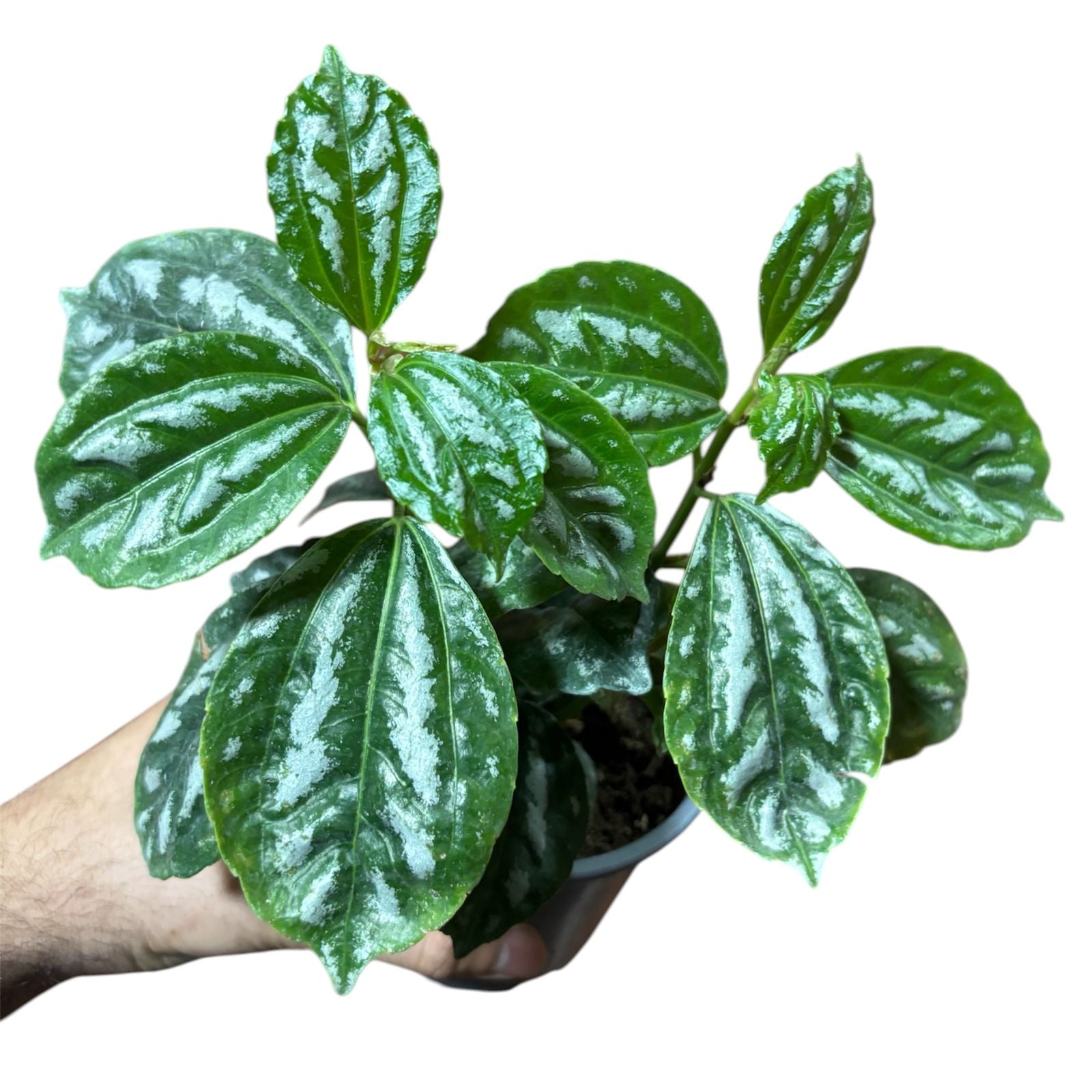 Pilea