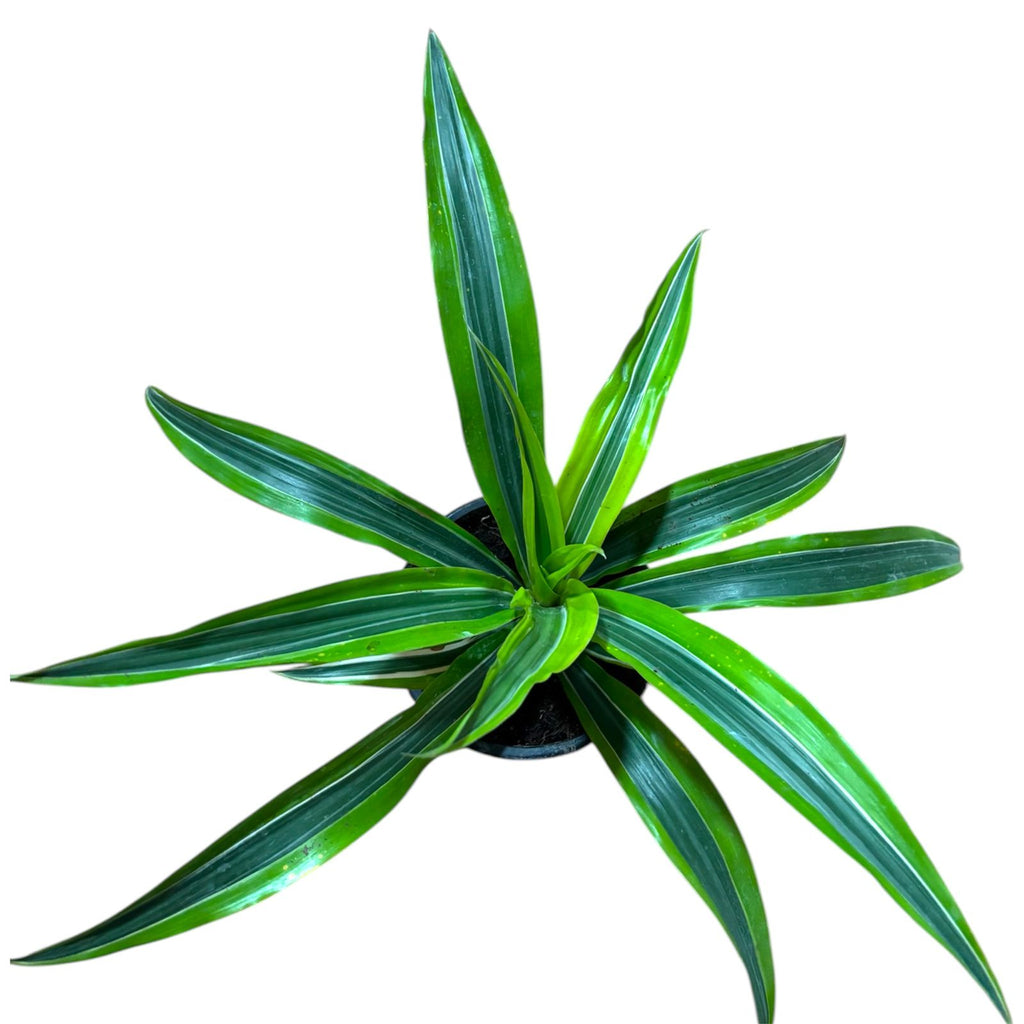 Dracena lemon  M