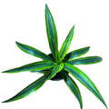 Dracena lemon  M