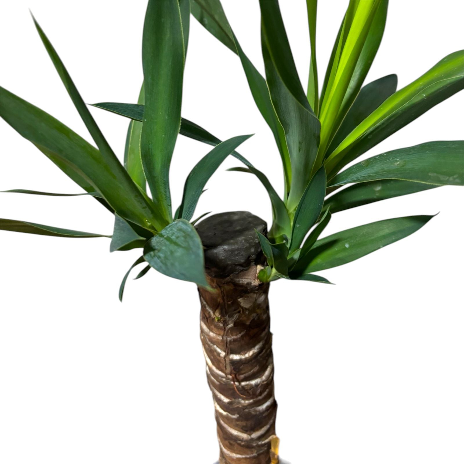 Yuca 50 cm