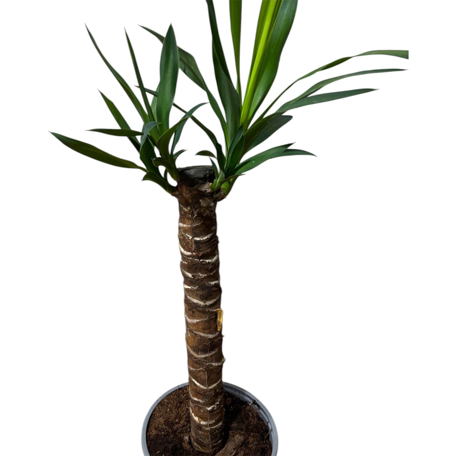 Yuca 50 cm