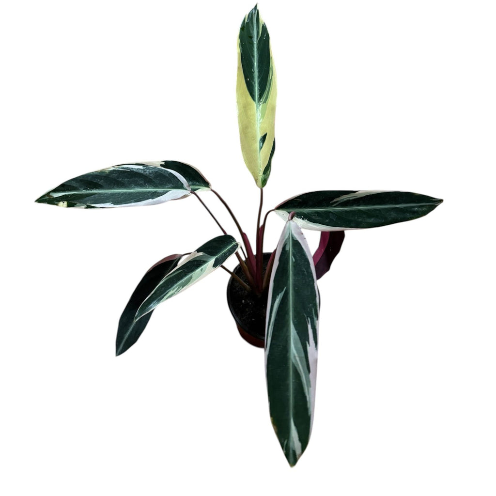 Calathea Triostar Tamaño XL