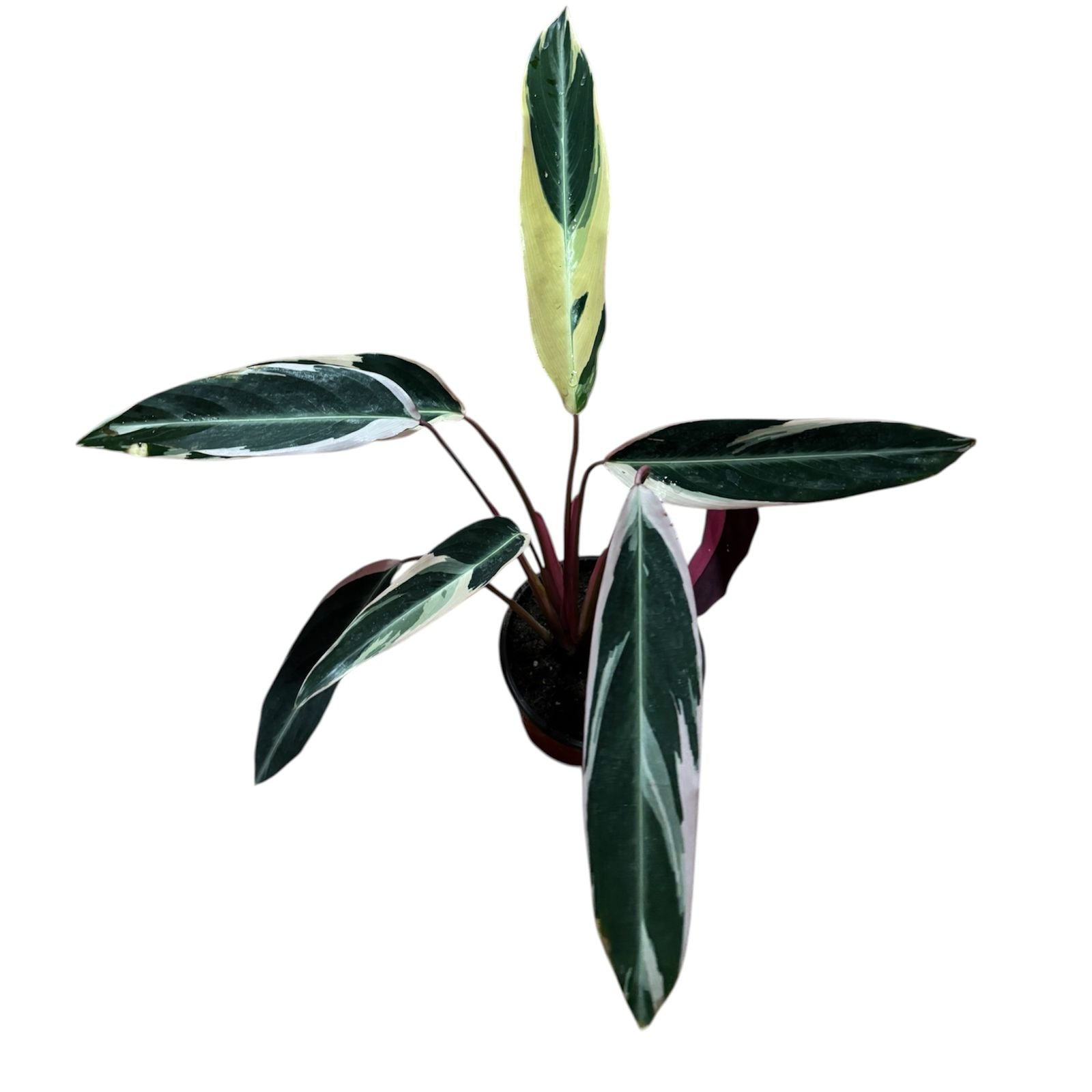 Calathea Triostar Tamaño XL