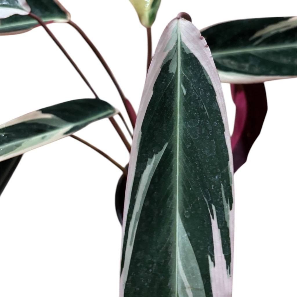 Calathea Triostar Tamaño XL