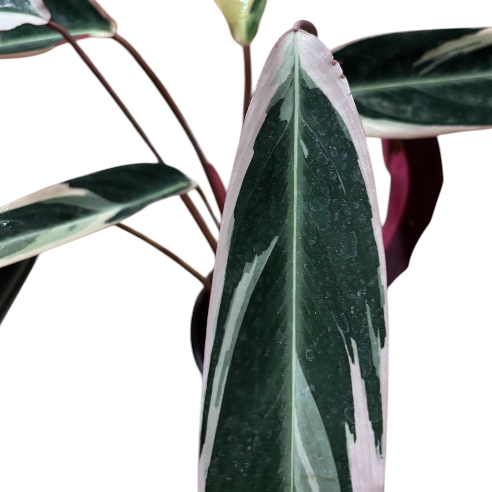 Calathea Triostar Tamaño XL