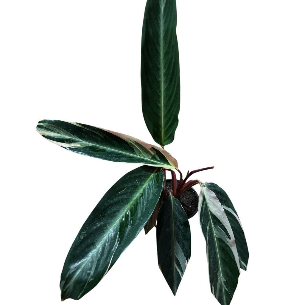 Calathea Triostar Tamaño XL