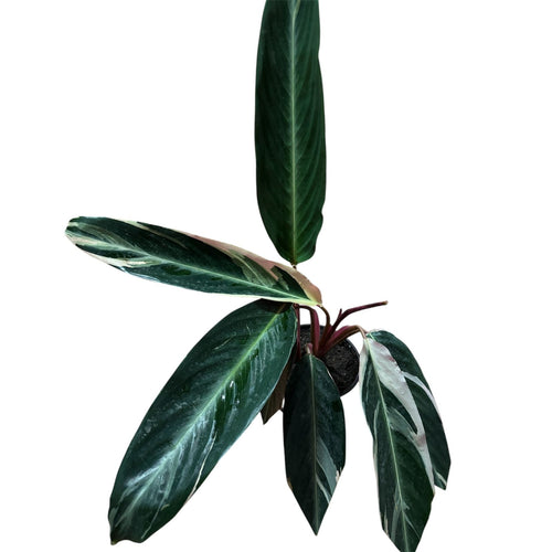 Calathea Triostar Tamaño XL