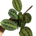 Maranta Leuconera