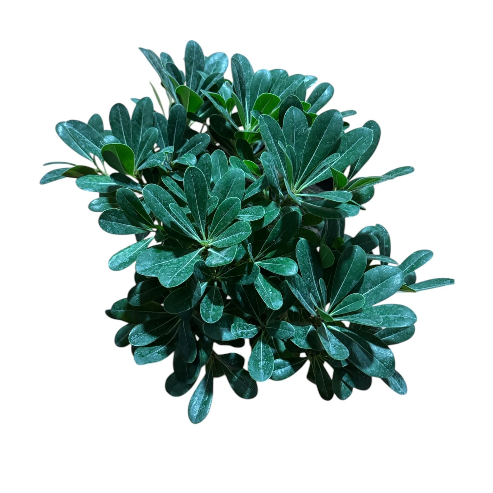 Phitosporum tobiria verde