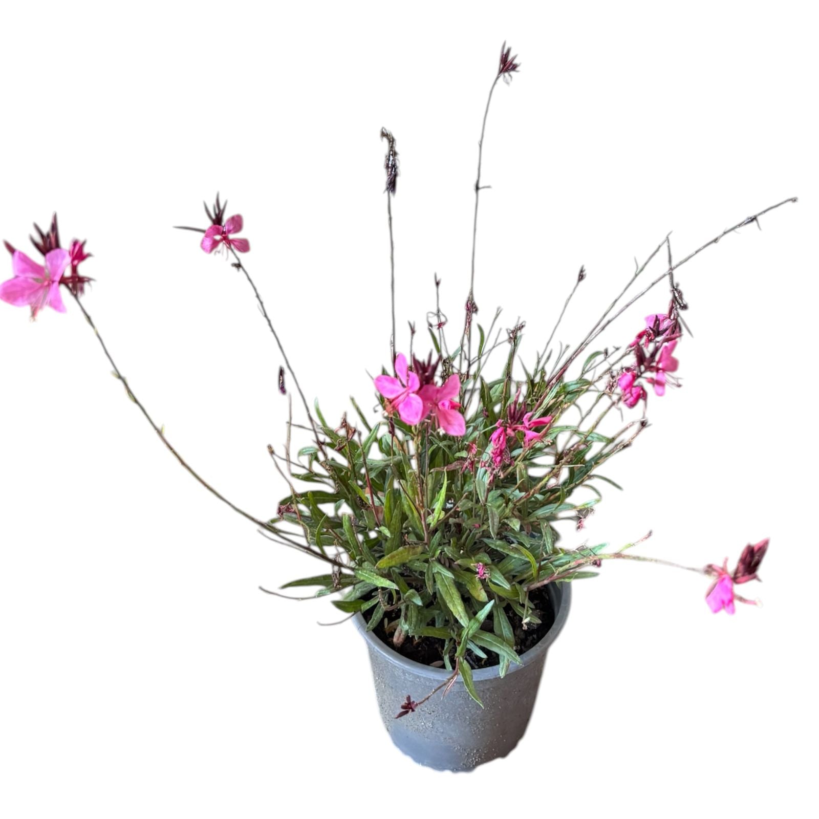Gaura rosada maceta