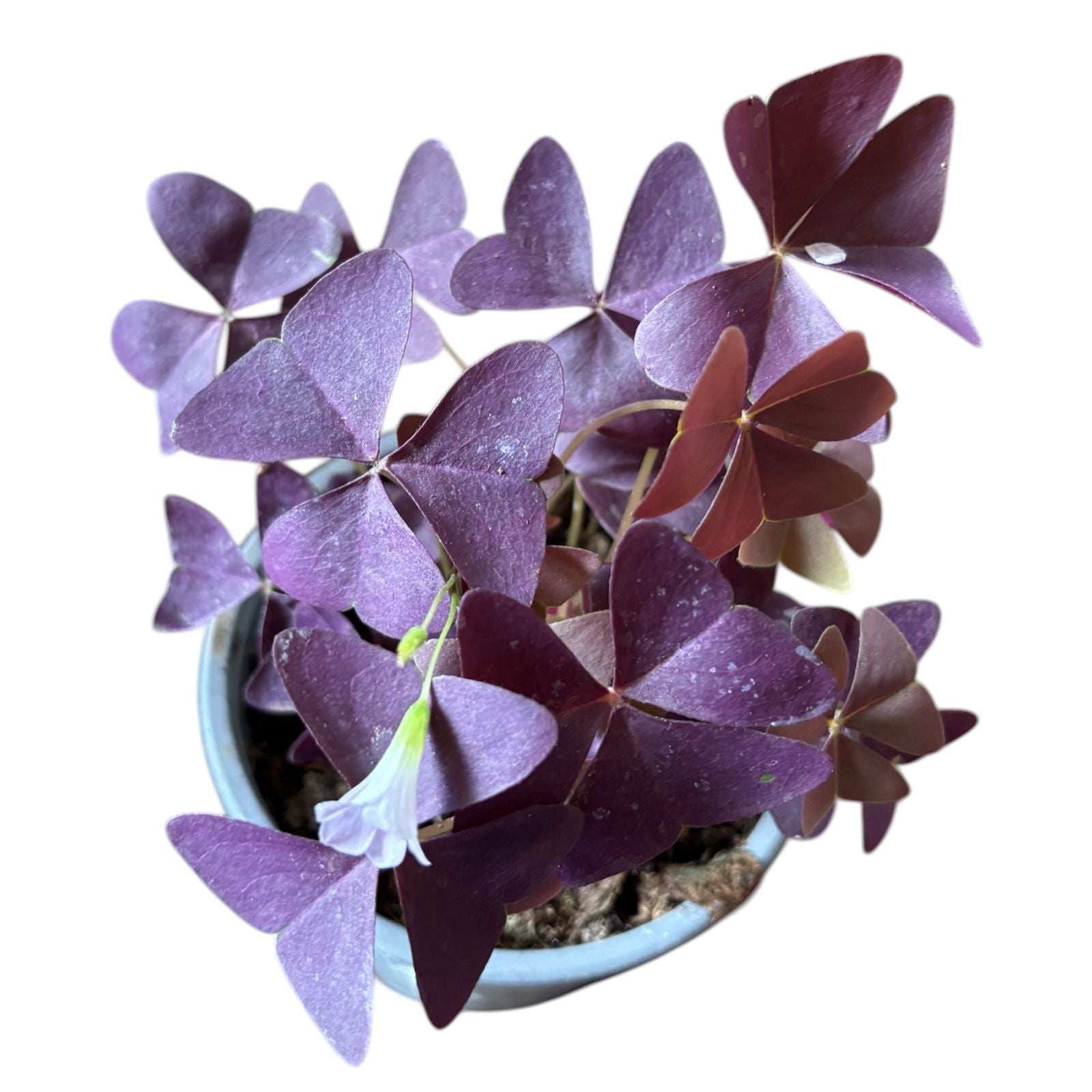 Oxalis