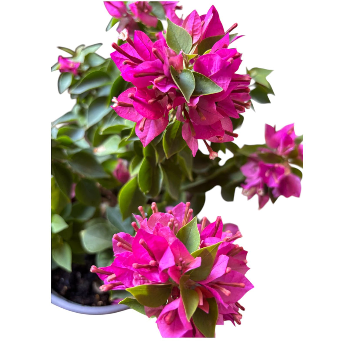 Buganvilia flor enana arbustiva OFERTA LIMITADA!