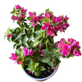 Buganvilia flor enana arbustiva OFERTA LIMITADA!