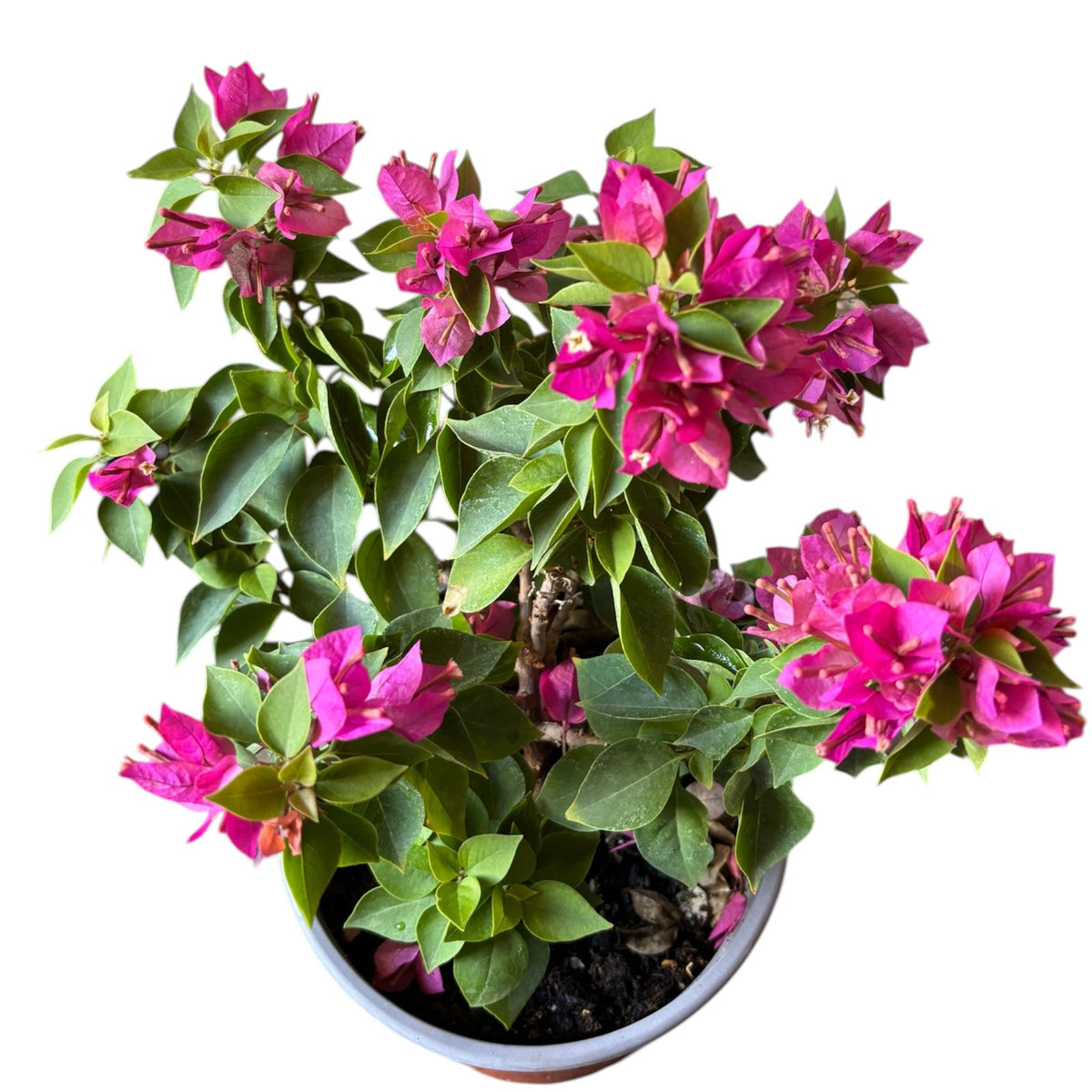 Buganvilia flor enana arbustiva OFERTA LIMITADA!