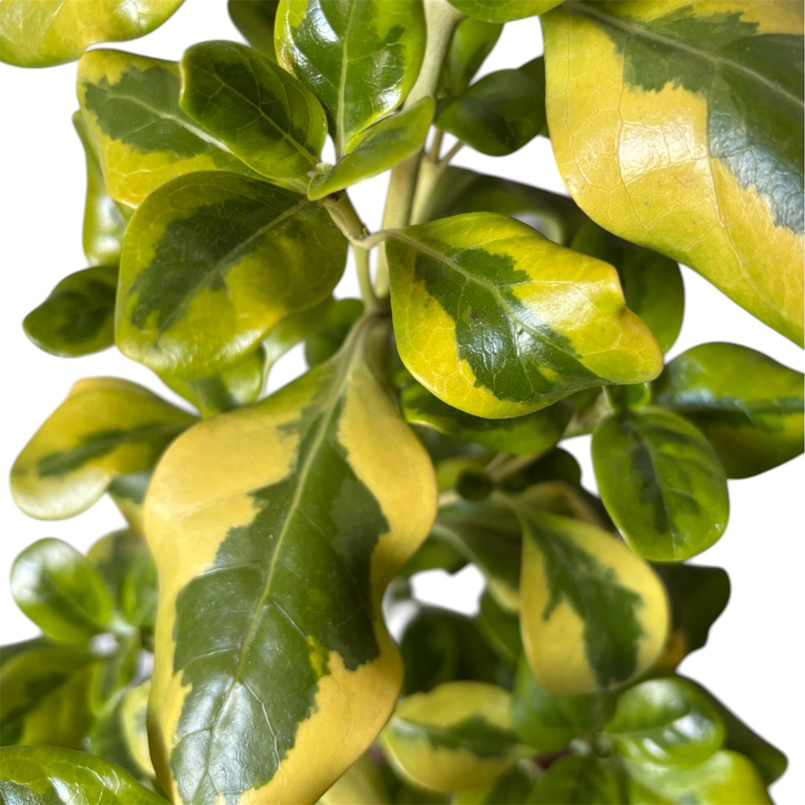 Coprosma variegado amarillo