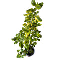 Coprosma variegado amarillo