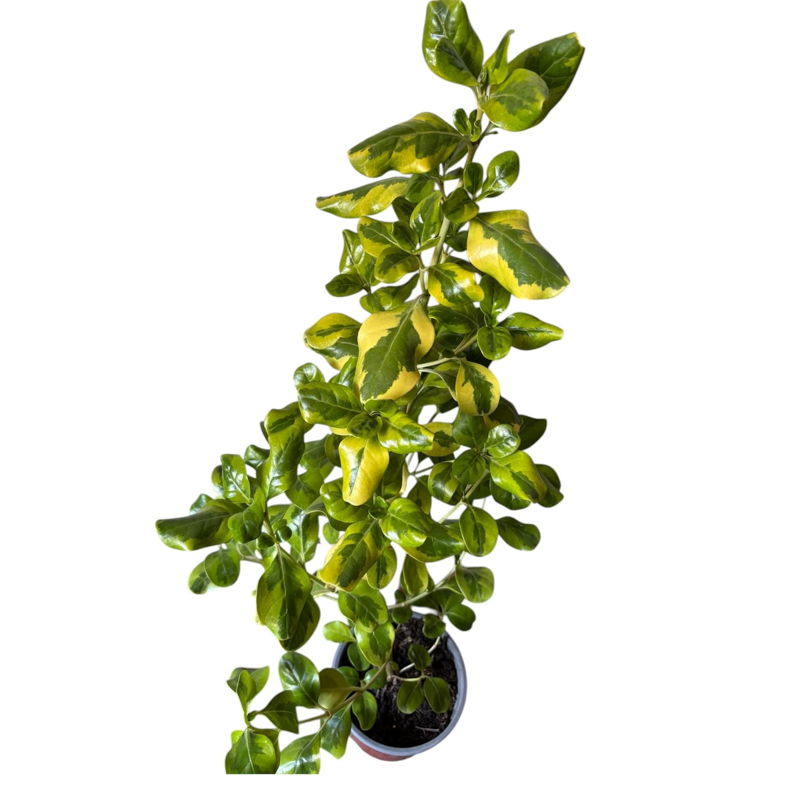 Coprosma variegado amarillo