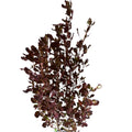 Coprosma chocolate
