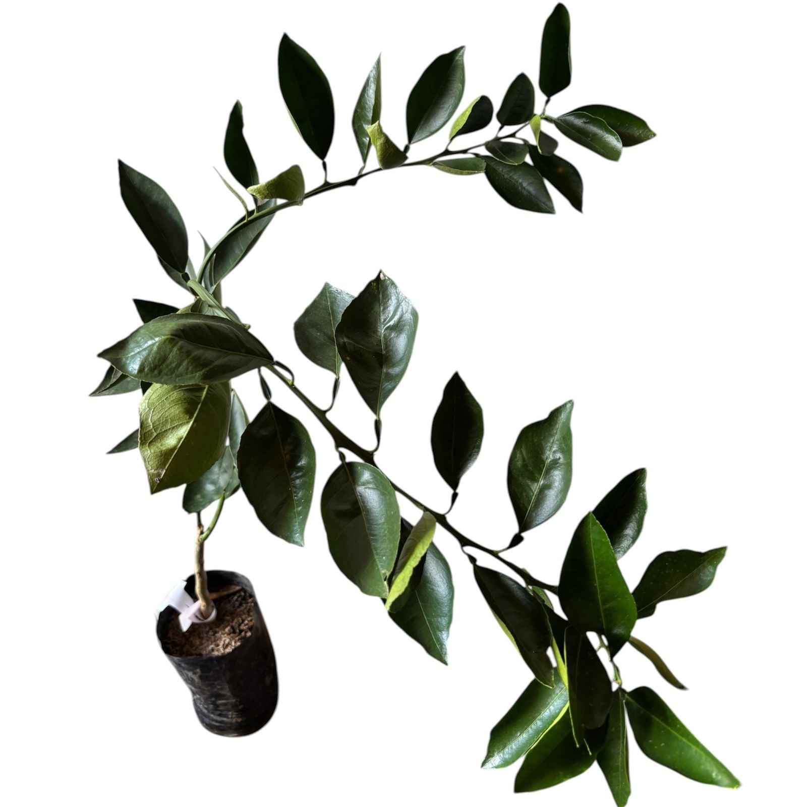 Limón de 4 estaciones