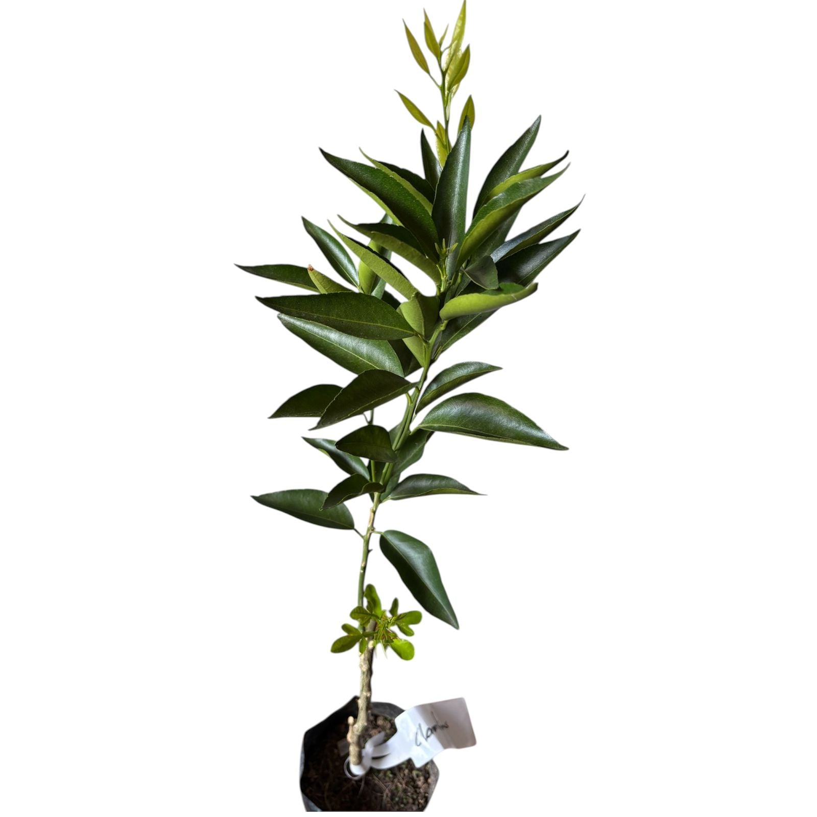 Mandarino