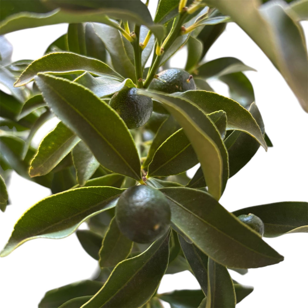 Kumquat