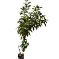 Kumquat