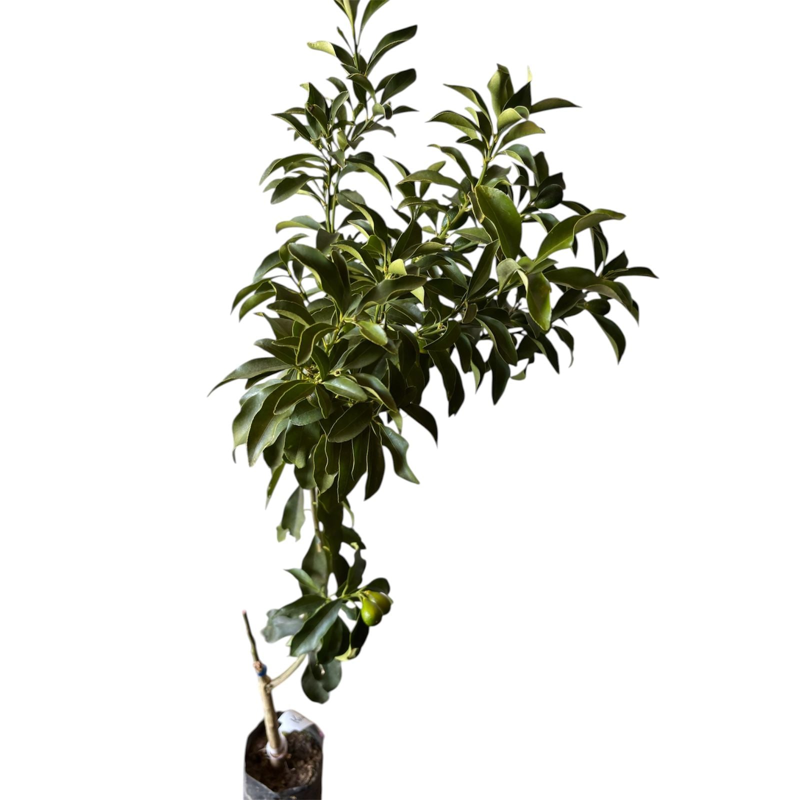Kumquat