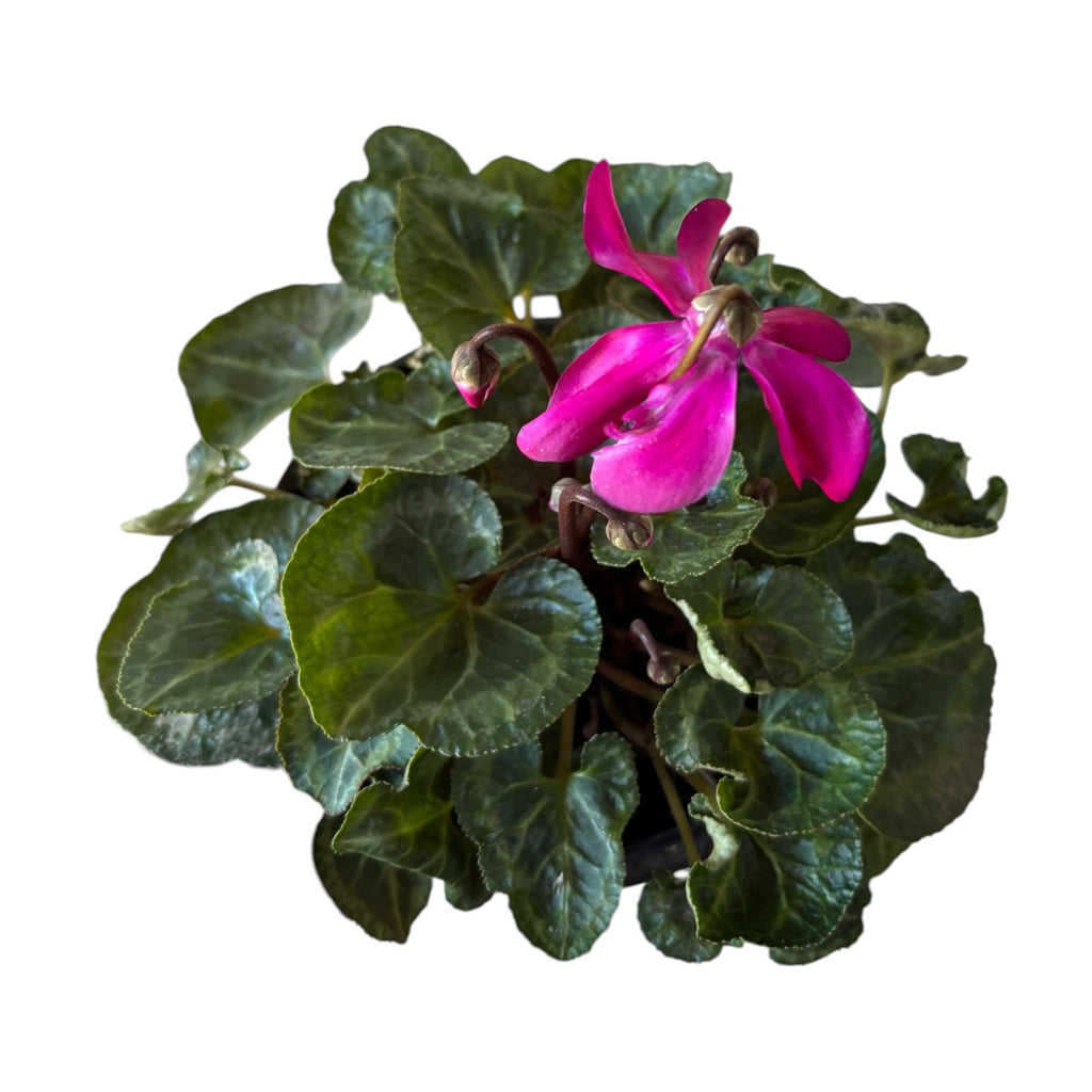 Violeta de los alpes