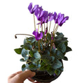 Violeta de los alpes
