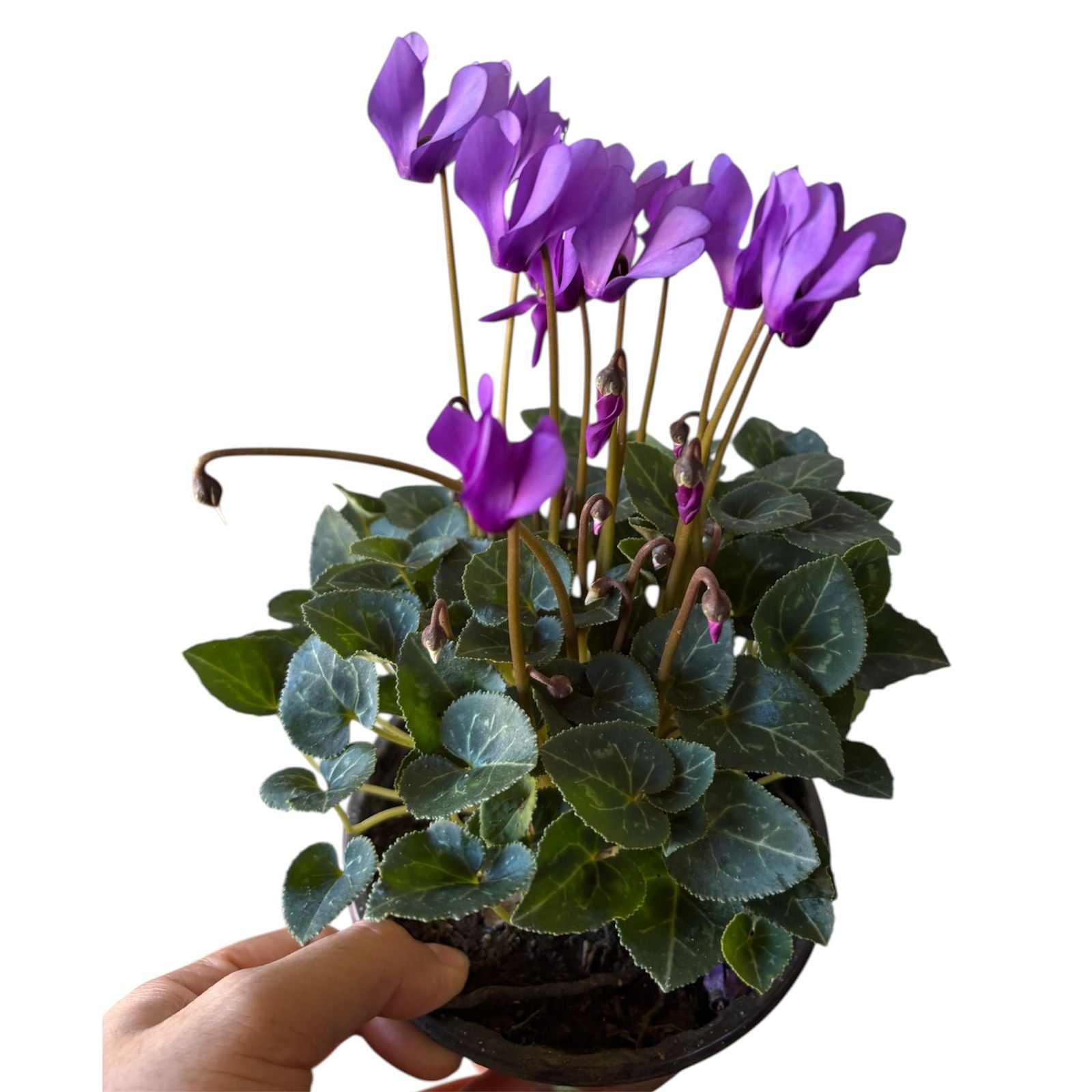 Violeta de los alpes
