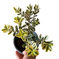 Veronica variegada