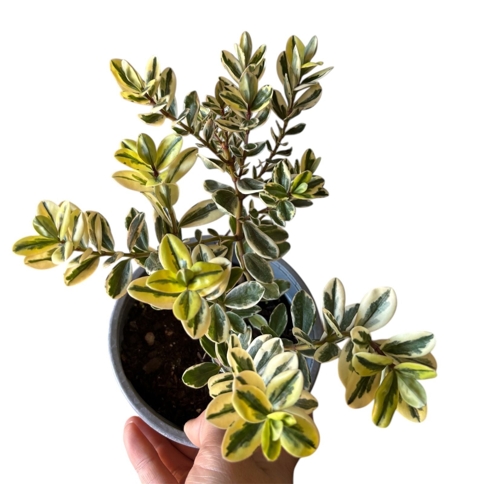 Veronica variegada