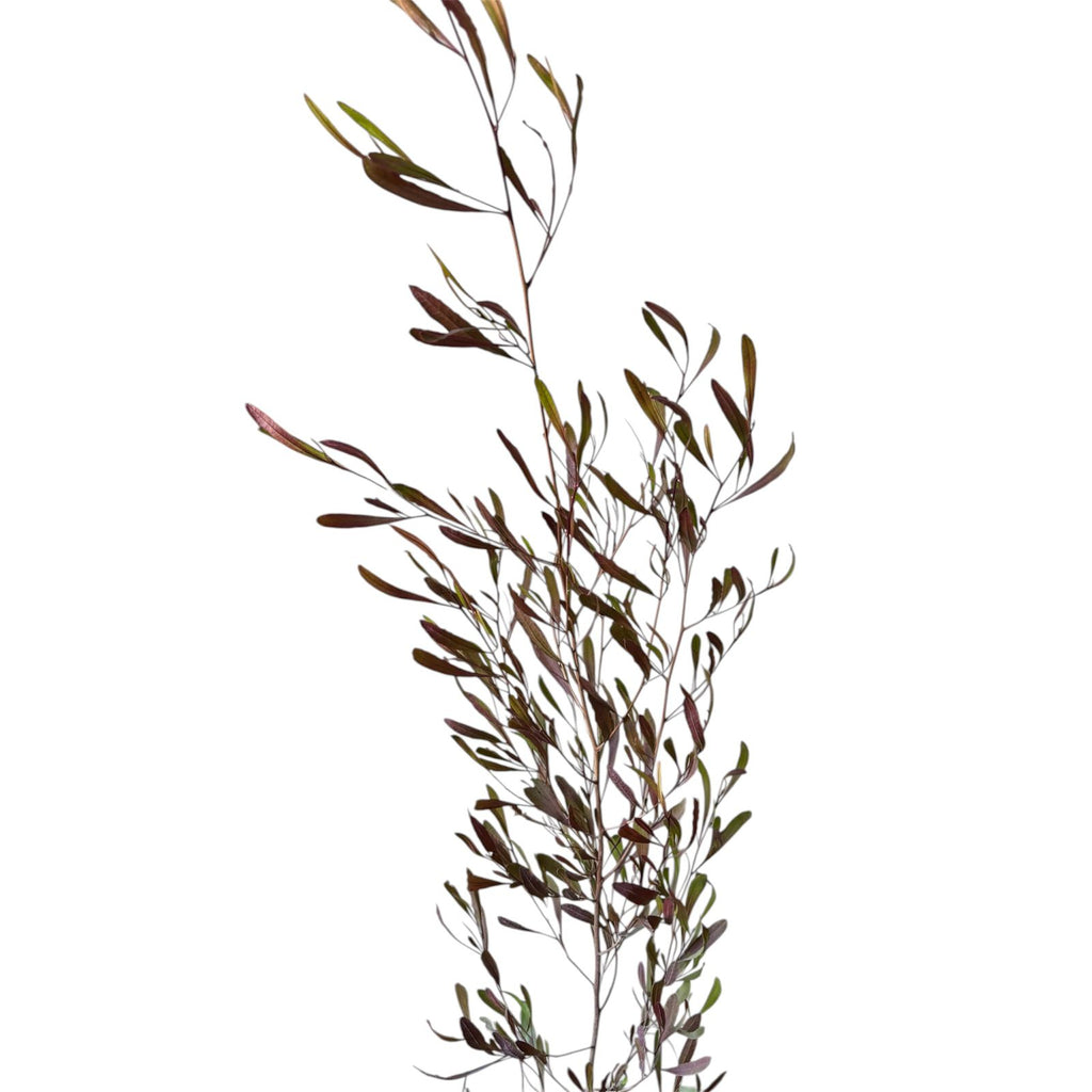 Stenocarpo