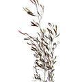Stenocarpo