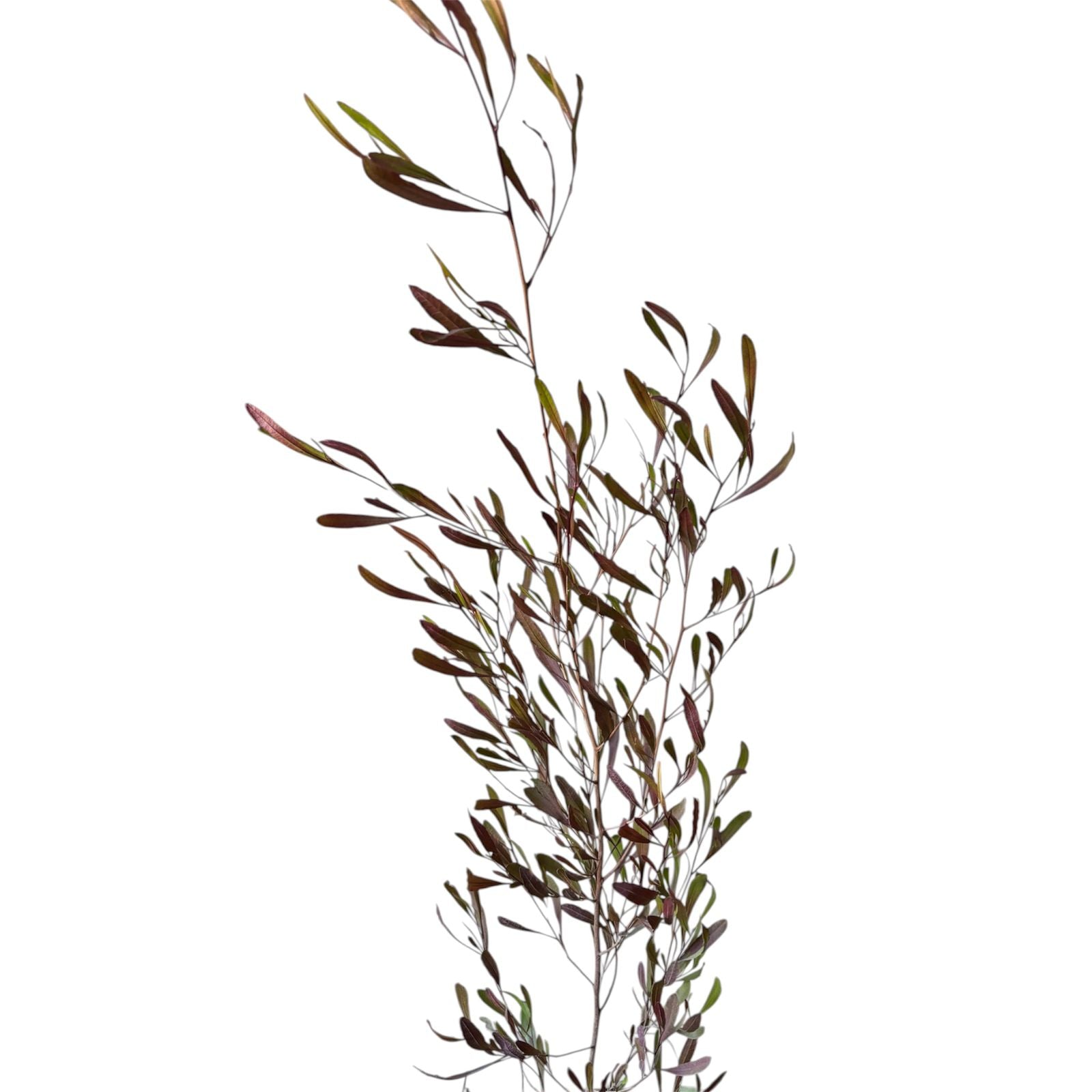 Stenocarpo