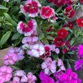 Clavelina color al azar