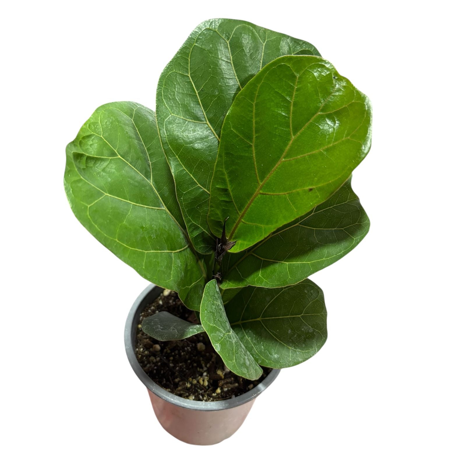 Ficus Lyrata