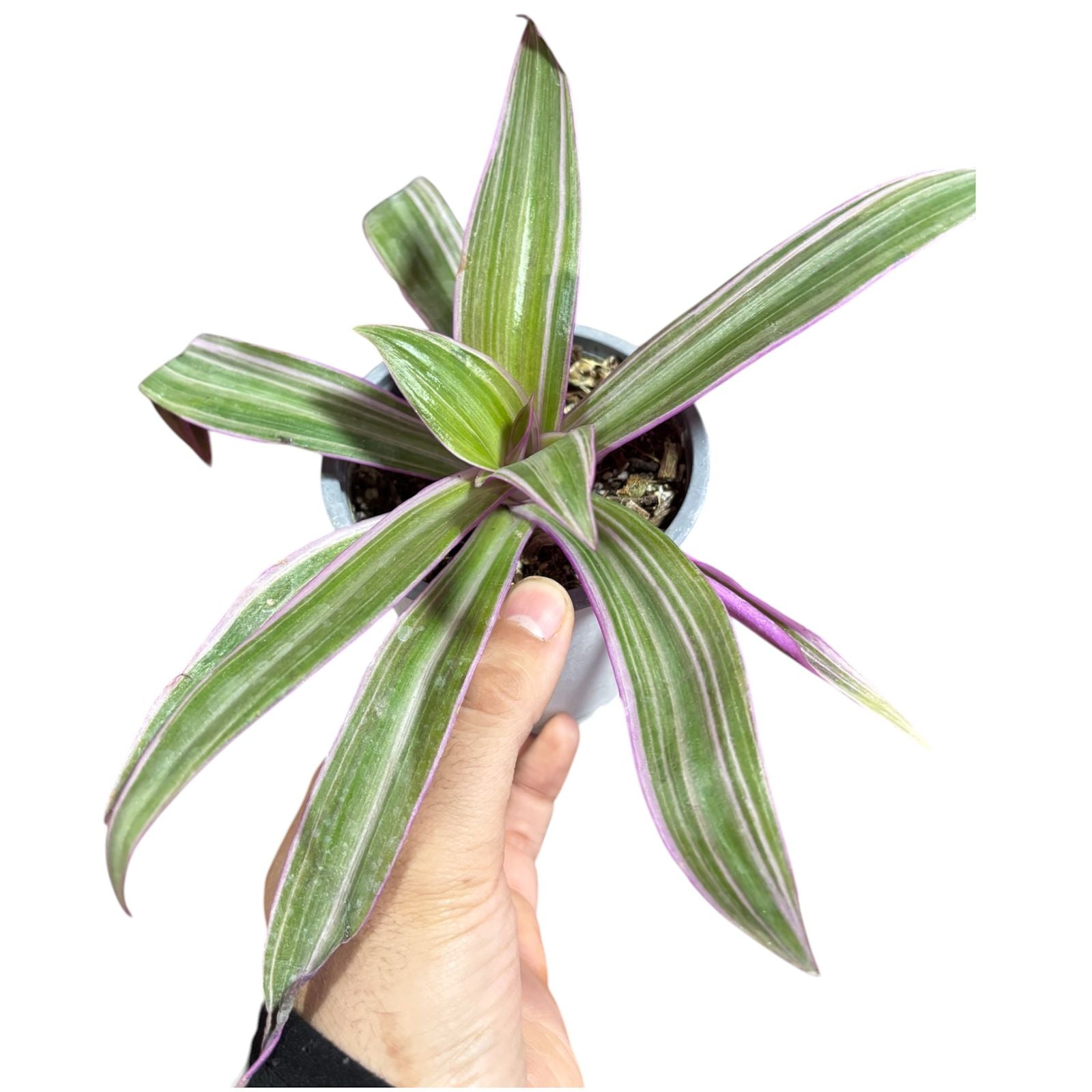 Tradescandia  spathacea EXCLUSIVA LANZAMIENTO