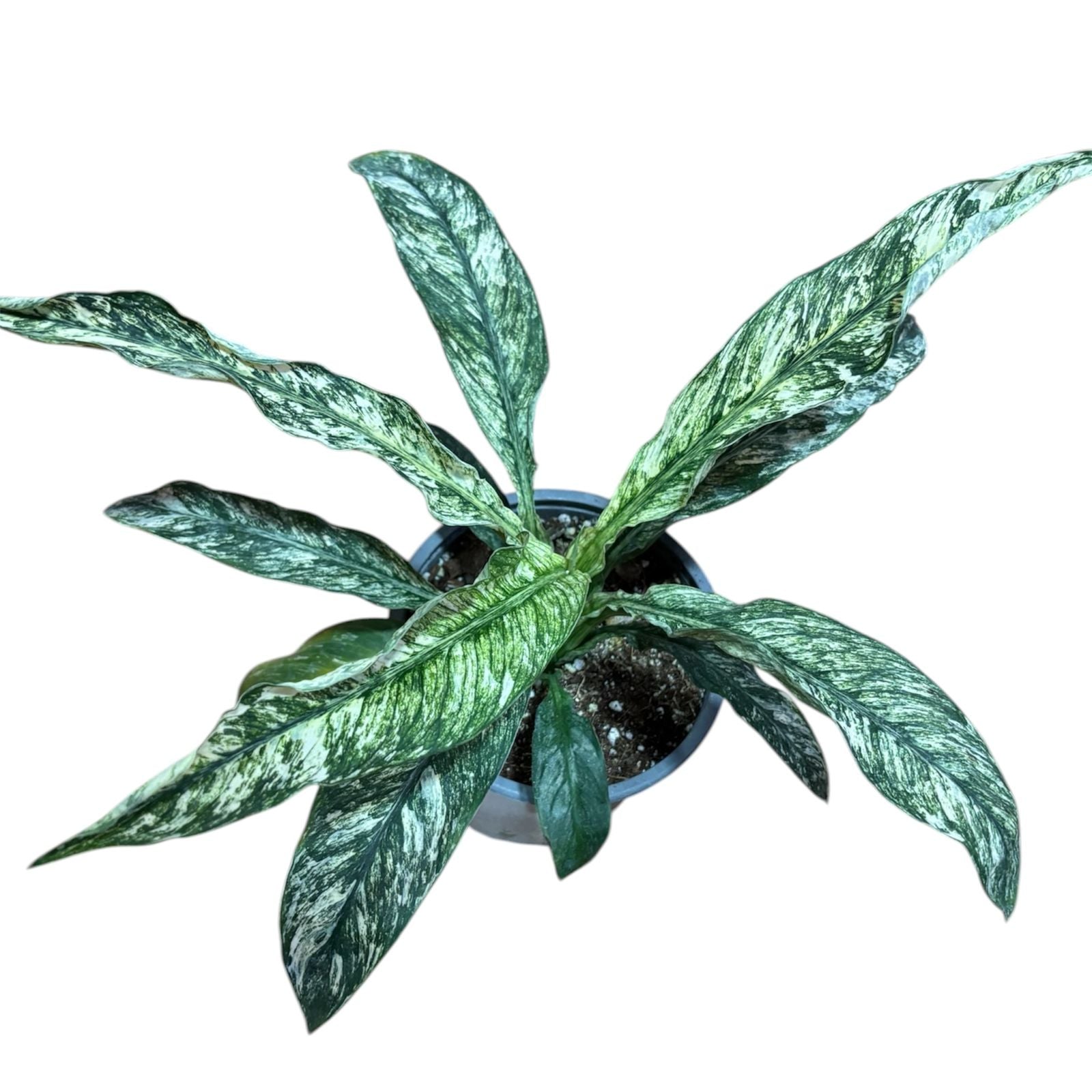 Spathiphyllum sensation variegada EXCLUSIVA LANZAMIENTO