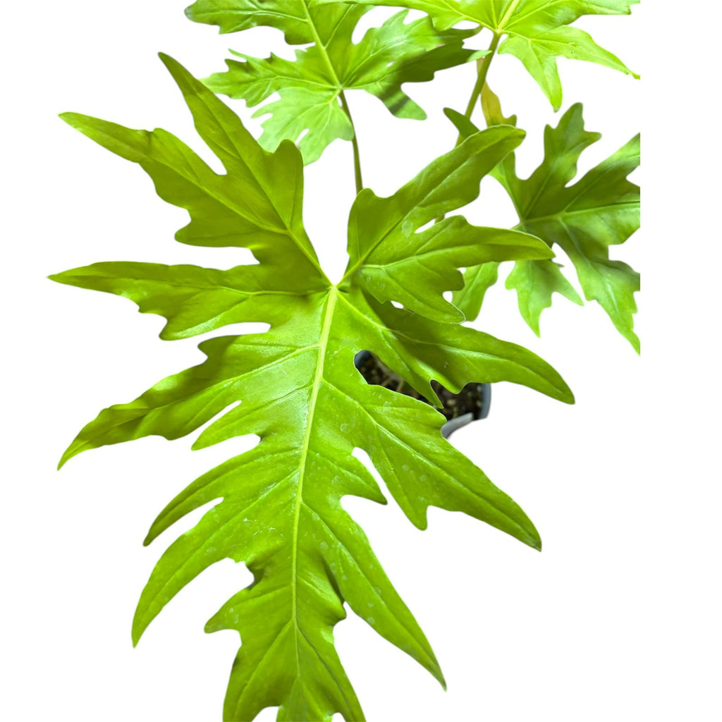 Philodendro warscewiczii flavum EXCLUSIVO LANZAMIENTO