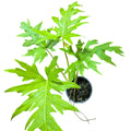 Philodendro warscewiczii flavum EXCLUSIVO LANZAMIENTO