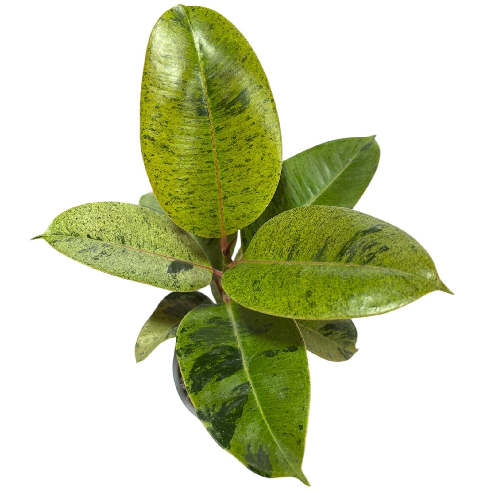Ficus siveriana Lanzamiento OFERTA MUY POCAS UNIDADES !