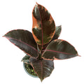 Ficus ruby LANZAMIENTO