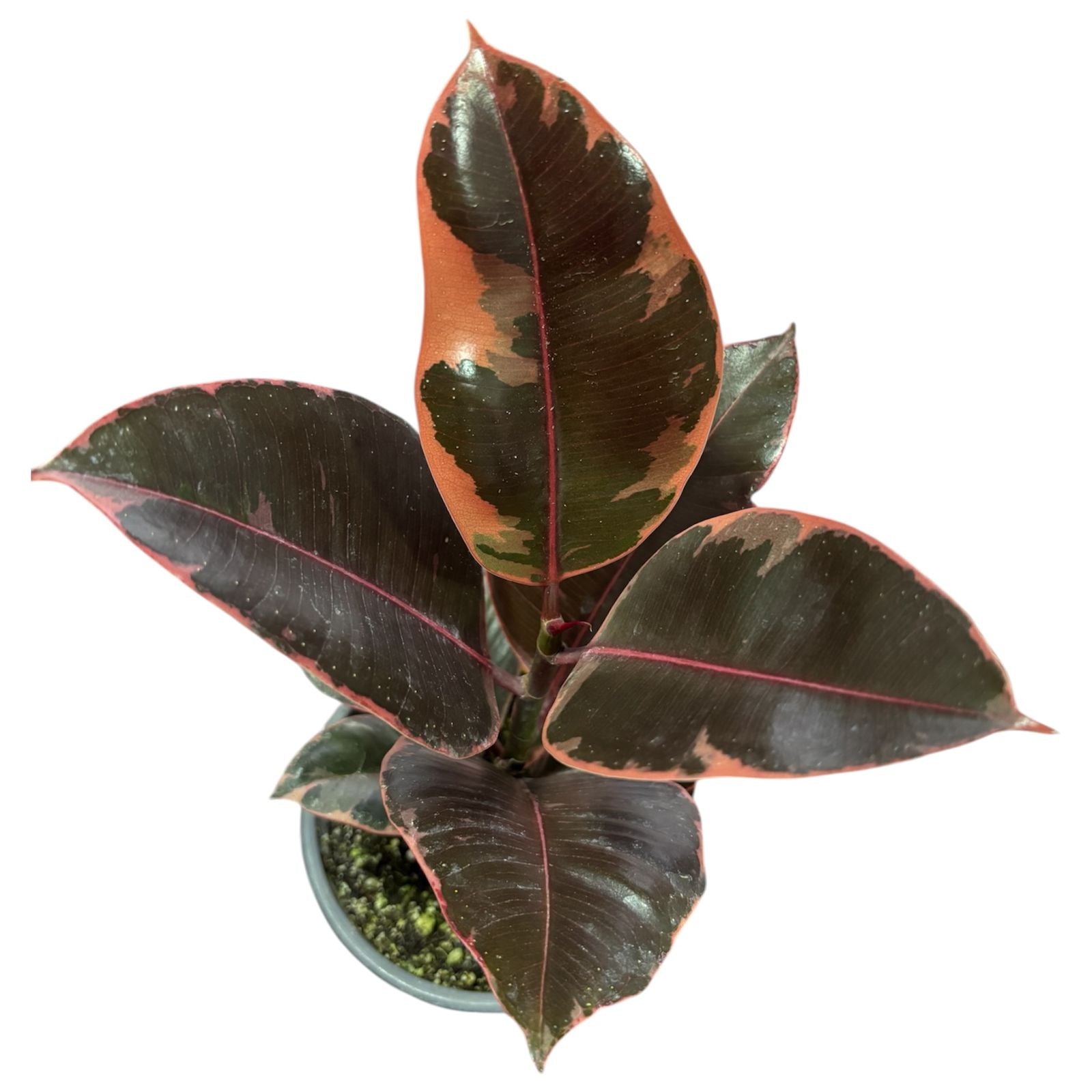 Ficus ruby LANZAMIENTO