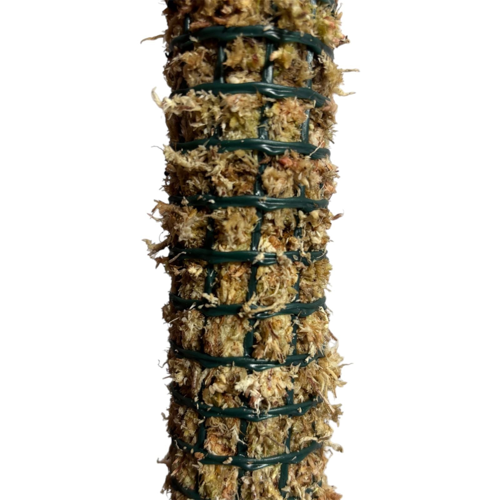 Tutor 50 cm de musgo sphagnum