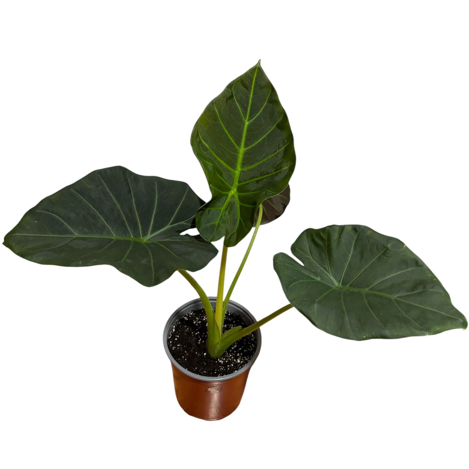Alocasia Portora (manto de eva negro) EXCLUSIVO LANZAMIENTO