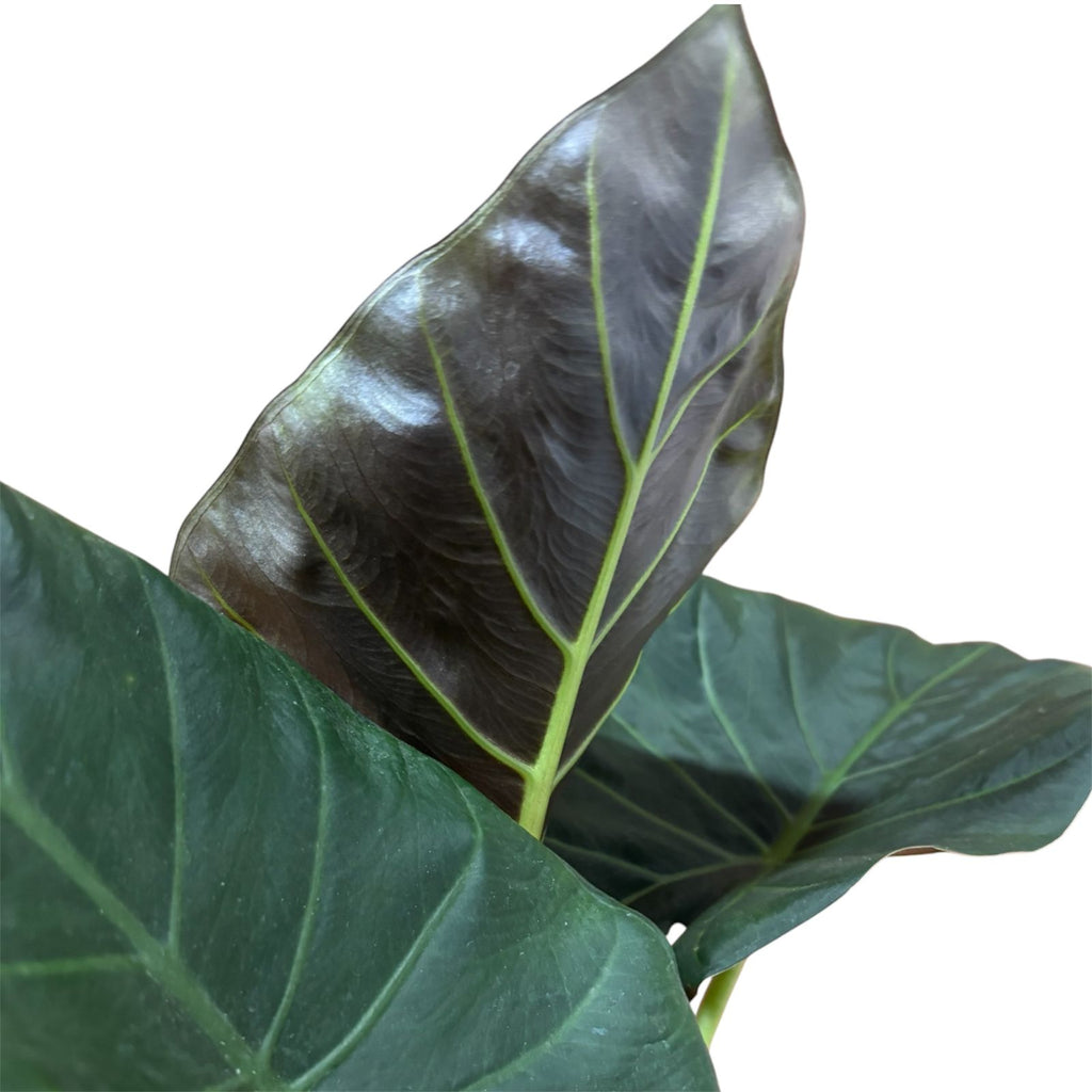 Alocasia Portora (manto de eva negro) EXCLUSIVO LANZAMIENTO